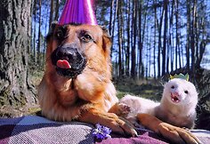 Vilnietės Dianos augintiniai &scaron;e&scaron;kas Pacco ir vokiečių aviganė Nova stebina savo draugyste