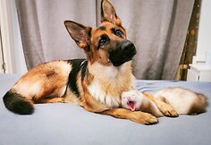 Vilnietės Dianos augintiniai &scaron;e&scaron;kas Pacco ir vokiečių aviganė Nova stebina savo draugyste