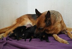 Živilės Čepulienės augintiniai 