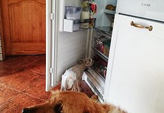 Eglės &scaron;eimos sodyba &bdquo;Ąžuolų vila&ldquo;