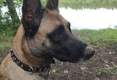 Giedriaus augintinė belgų aviganė &Scaron;aita