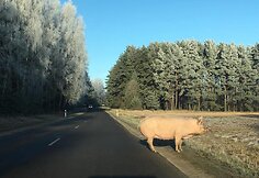 Kiaulė