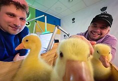 ZIP FM žąsiukai i&scaron;keliavo į ekologinį ūkį