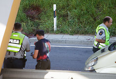 Vilniaus aplinkelyje pasiklydęs briedis buvo sulaikytas