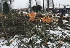 Seirijų miestelio kapinėse i&scaron;kirsti medžiai  