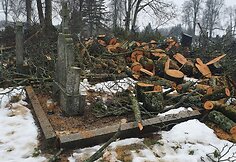 Seirijų miestelio kapinėse i&scaron;kirsti medžiai  