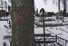 Medžiai Seirijų miestelio kapinėse