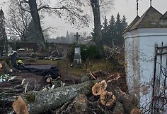 Medžiai Seirijų miestelio kapinėse