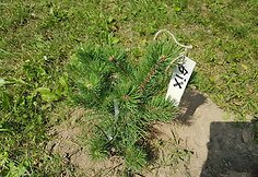 Bix tree