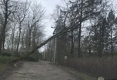 Vilniuje ant elektros laidų užvirto medis