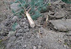 Vieta Varėnos rajone, i&scaron; kurios galimai neteisėtai pasisavinti rieduliai