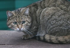 Mi&scaron;kinės katės Lietuvos zoologijos sode