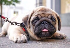 Mopsas Boris