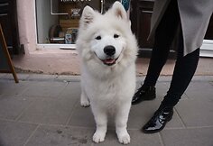 Samojedas Bučkis