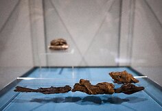 Krokodiliuko mumija