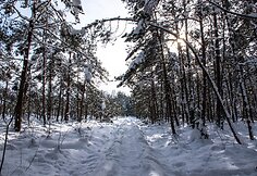 Varnikų pažintinis takas