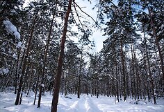 Varnikų pažintinis takas