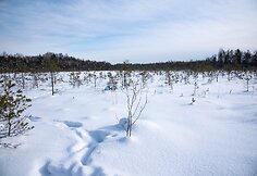 Varnikų pažintinis takas