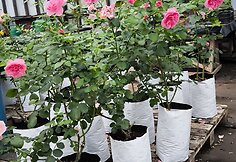 IMG_20240614_133753