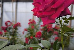 IMG_20240614_133531
