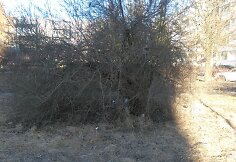 &Scaron;iuk&scaron;lės V. Krėvės prospekte Kaune