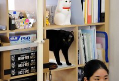 Nuo streso Japonijos darbuotojus gelbsti biuruose gyvenantys katinai