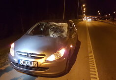 Prie Vilniaus du automobiliai susidūrė su briedžiu.