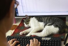 Nuo streso Japonijos darbuotojus gelbsti biuruose gyvenantys katinai