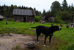 Birutės buitis