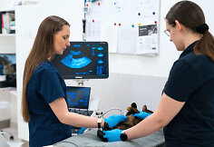 PetCity veterinarai