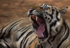 &bdquo;Tigrų &scaron;ventykla&ldquo; Tailande