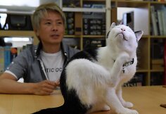 Nuo streso Japonijos darbuotojus gelbsti biuruose gyvenantys katinai
