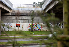 &Scaron;iemet pasodinti medžiai Ateities gatvėje ties Geležinio Vilko gatvės viaduku
