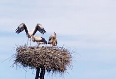 Kauno rajone, &Scaron;lienavoje, gyvenančių Genovaitės ir Evardo sodyba &ndash; tikras gandrų rojus