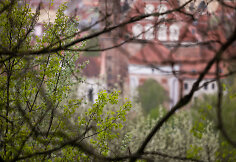 Lietaus gaivinamas Vilnius ir jo gamta