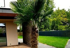Sandros ir Aido kieme Vilniuje augančios palmės