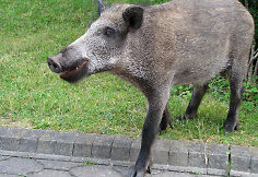 Šernas