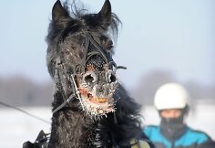 Sartų lenktynės vyko jau 106-ąjį kartą