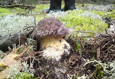 Vaizdai Varėnos mi&scaron;ke