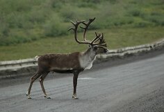 Šiaurės elnias Daltono greitkelyje