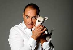 Jeano-Claude'o Van Damme'o fotosesijos su čihuahua kadrai (2011 m.) 