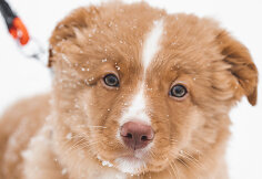 Sauliaus Baniulio augintinis &ndash; Penktadienis