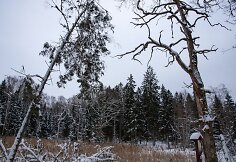 Liepijų pėsčiųjų trasa