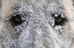 В Литве зарегистрирован первый случай бешенства у собаки