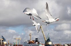По экономической свободе людей продолжает лидировать Клайпеда
