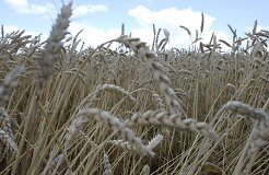 Склады Клайпедского порта заполняются зерном