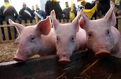 Литва запретила ввозить свиней из северо-восточной части Польши