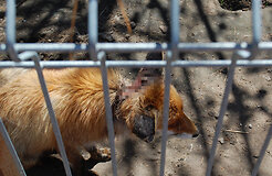 Посетителей Mini zoo в Клайпеде пугала окровавленная лиса
