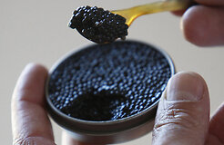 Украинских хоккеистов задержали за контрабанду икры