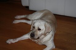 Dingo balta Labradoro retriverio kalytė